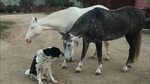 Yeguas y perro son amigos y se acarician. caballos y yeguas 